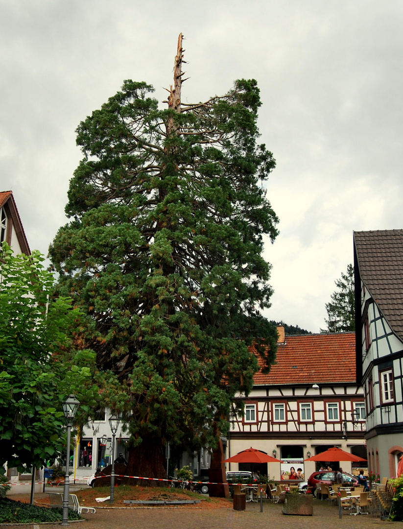 Der Mammutbaum in Zell ist Geschichte