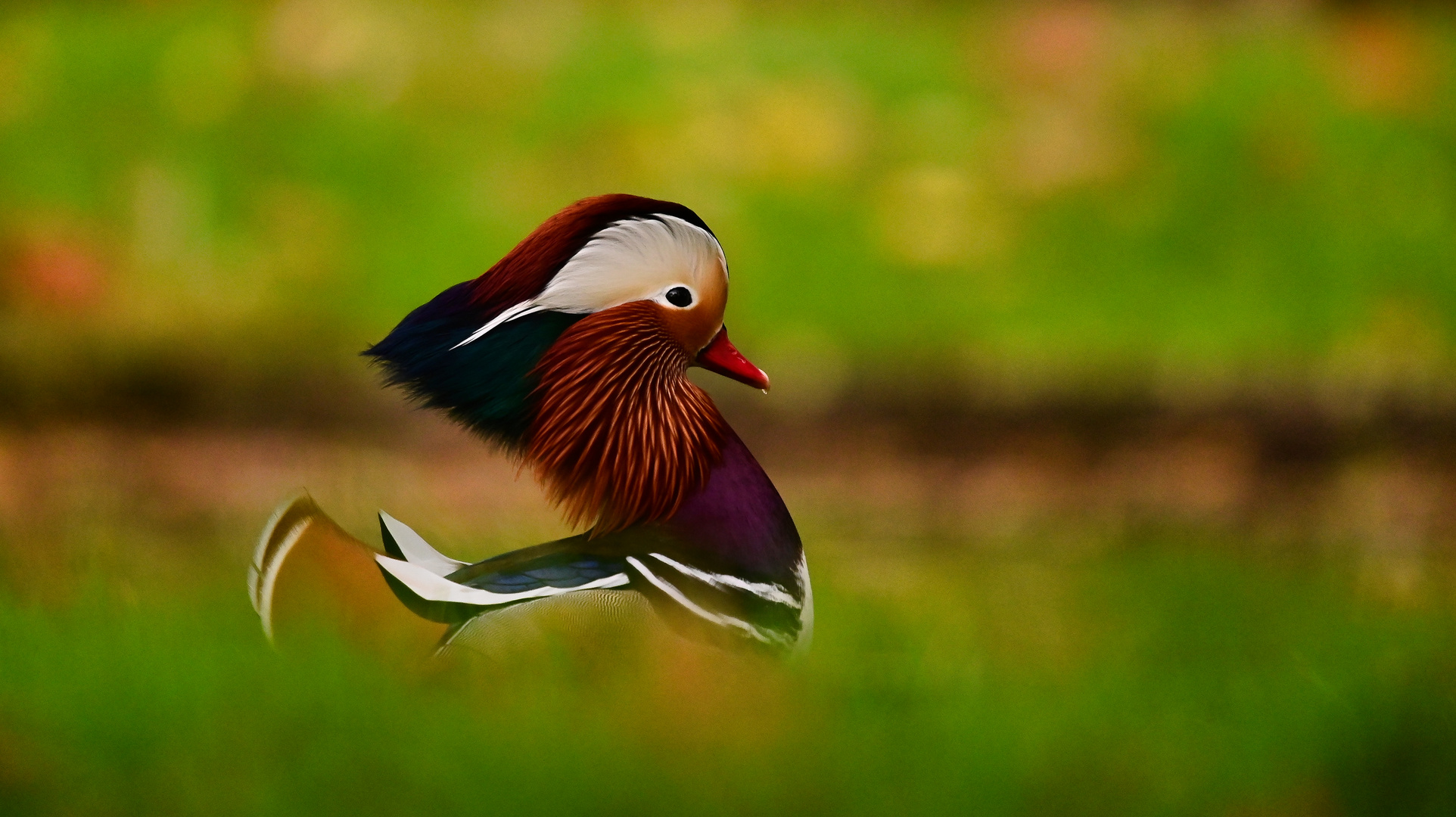 Der Mandarin Foto & Bild abstraktes, tiere, wildlife Bilder auf