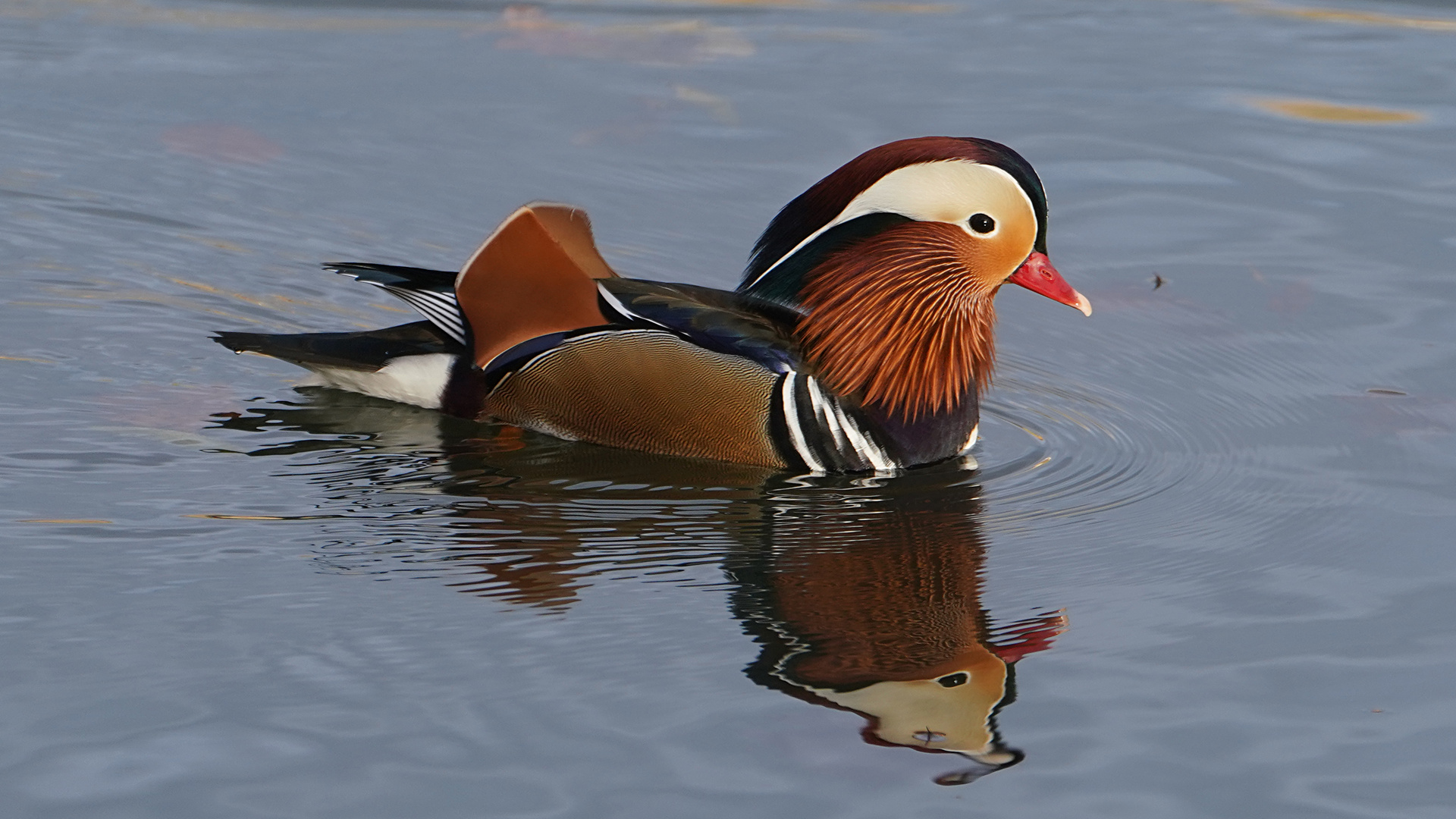 Der Mandarin im Spiegel