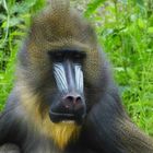 der Mandrill 3