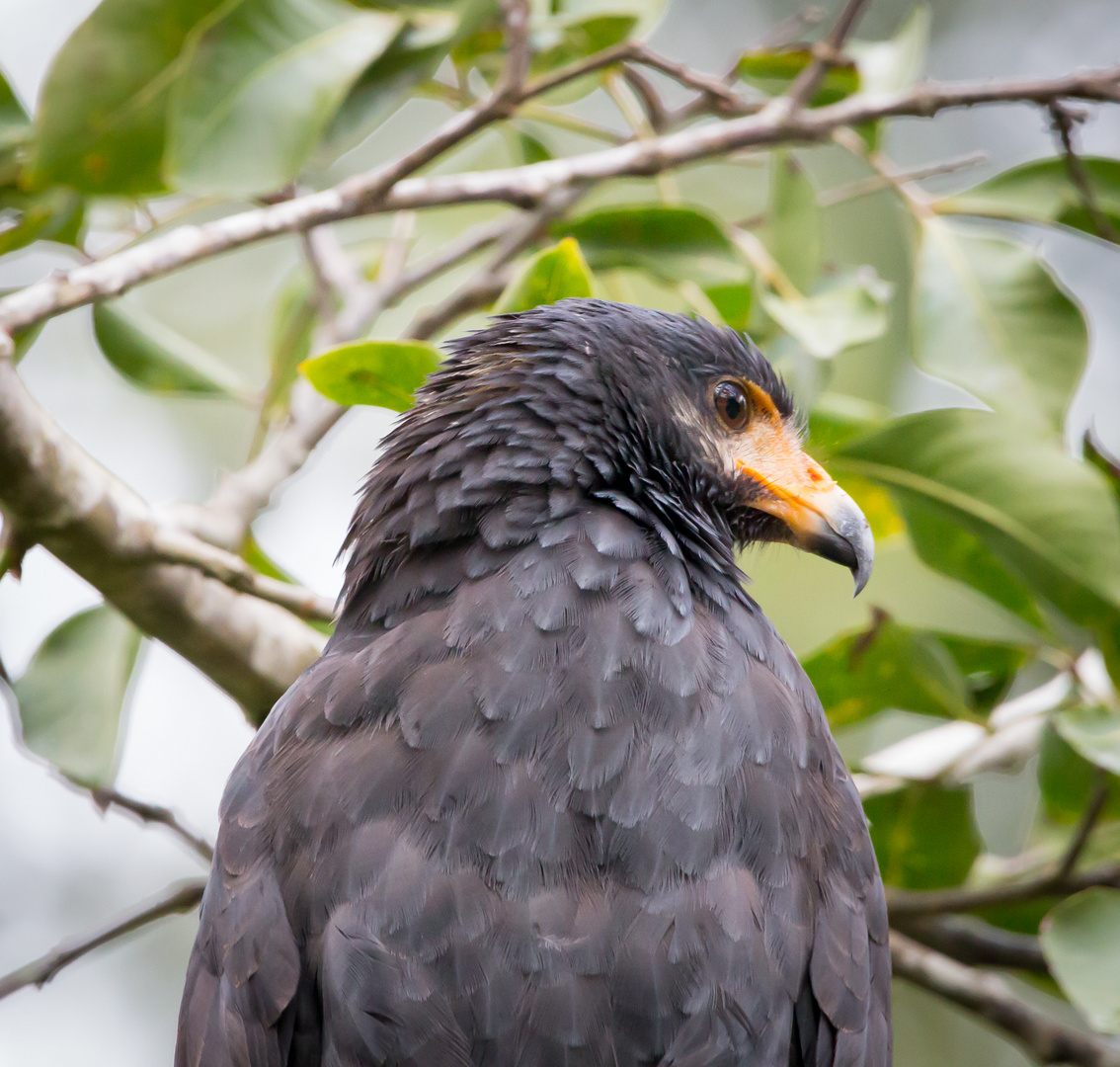 Der Mangrovenbussard …