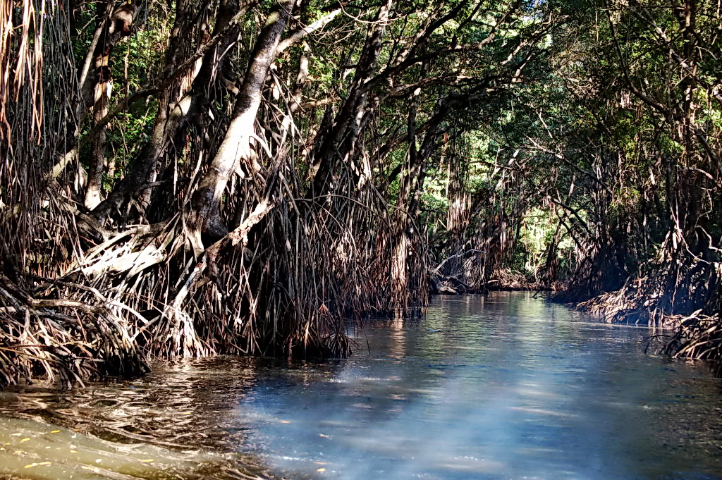 Der Mangrovenwald