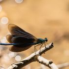 Der Mann der blauen Prachtlibelle