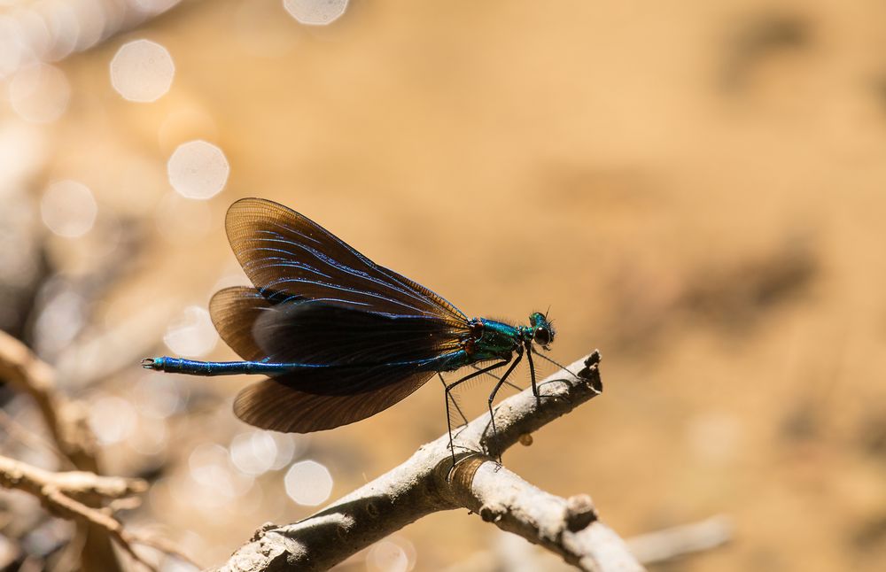 Der Mann der blauen Prachtlibelle