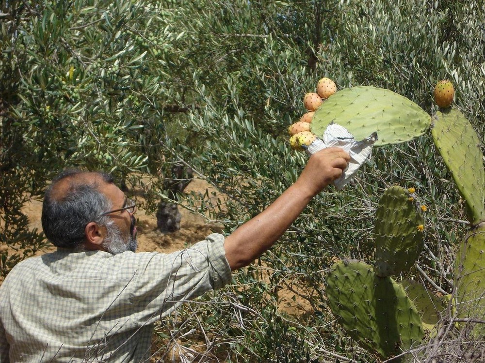 Der Mann erntet Kaktusfeigen