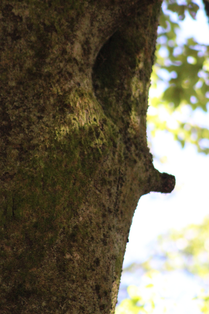 der Mann im Baum