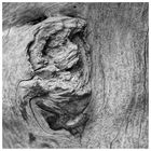 Der Mann im Holz - I see faces everywhere