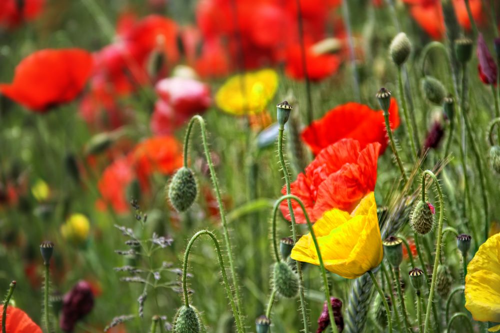 Der Mann im Mohn