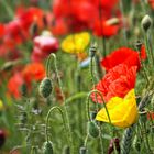 Der Mann im Mohn