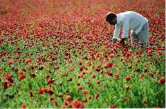 Der Mann im Mohn