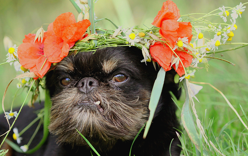 Der Mann im Mohn ;)