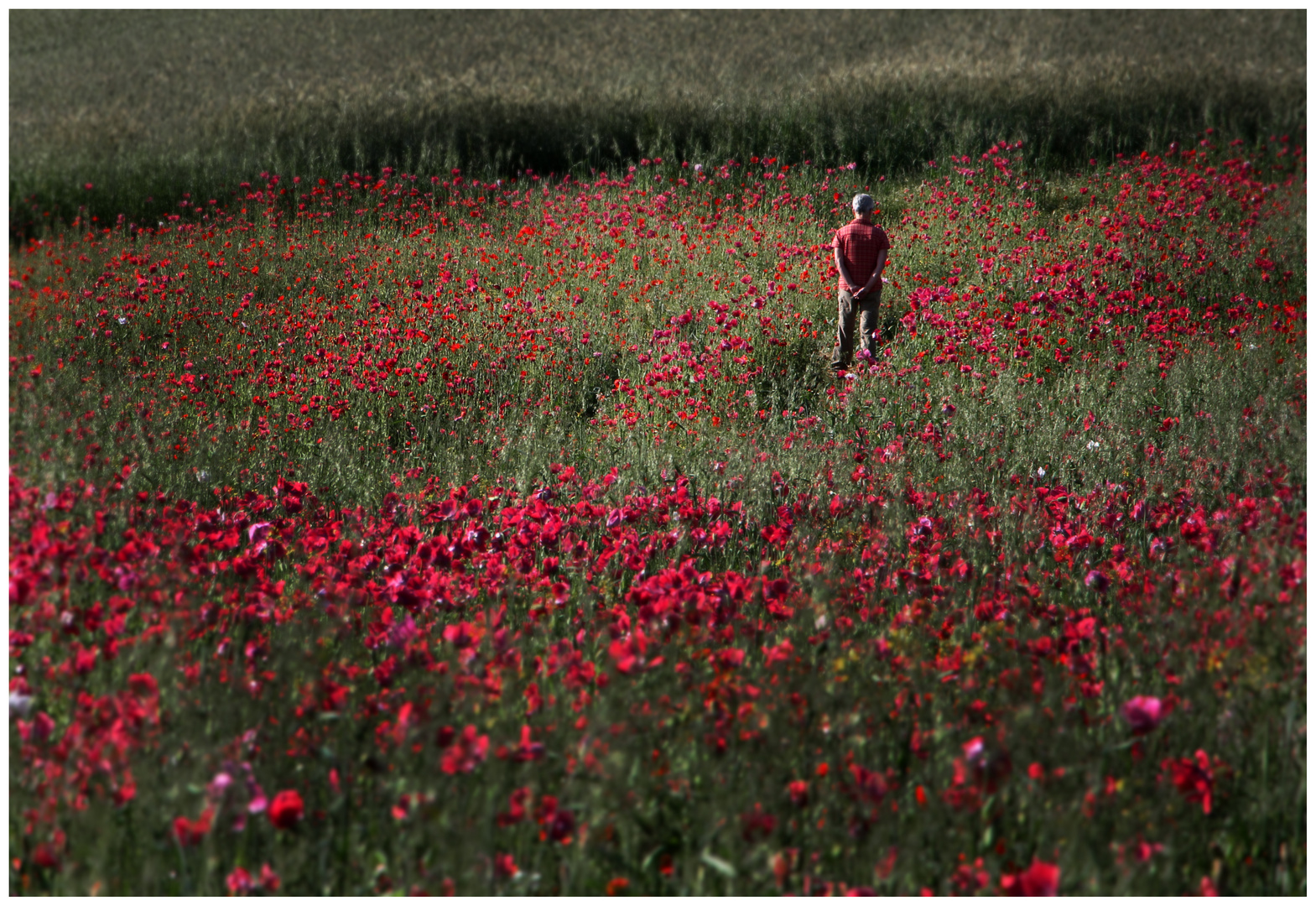 Der Mann im Mohn