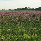 Der Mann im Mohn