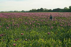 Der Mann im Mohn