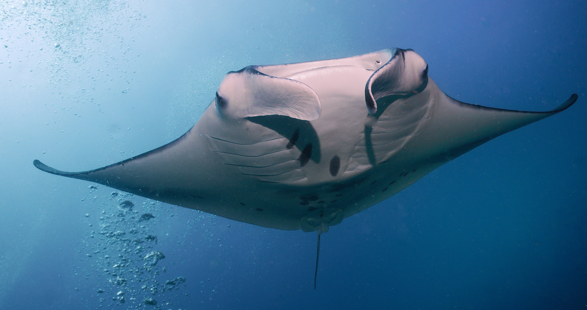 Der Manta und die Luftblasen