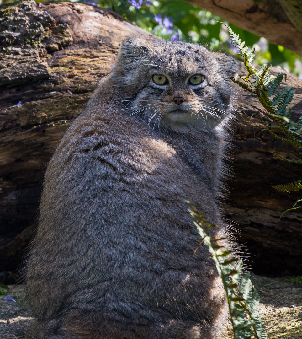 Der Manul