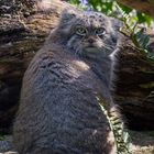 Der Manul