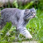 der Manul (Begegnungen im Zoo, 15)