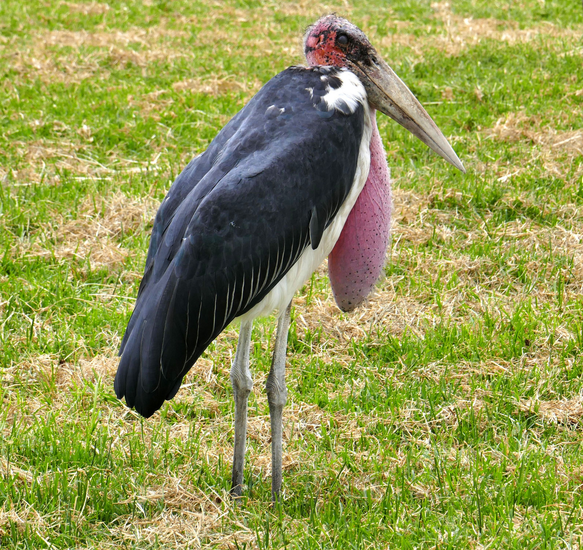 …der Marabu… Foto & Bild | world, afrika, africa Bilder auf