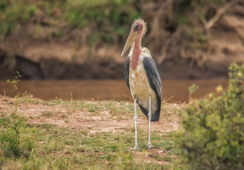 Der Marabu