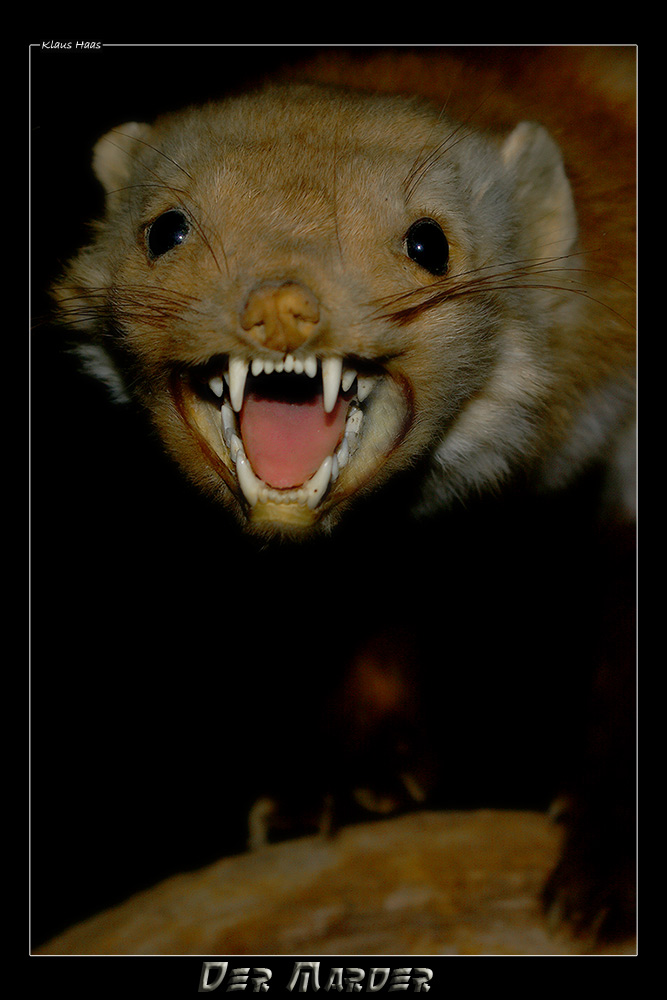 Der Marder Foto Bild Tiere Wildlife Wildlife Sonstige Tiere Bilder Auf Fotocommunity