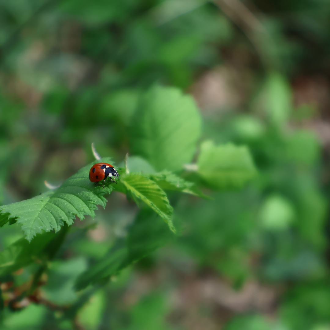 Der Marienkäfer 