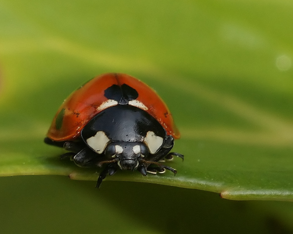  Der Marienkäfer