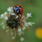 Der Marienkäfer am Abend