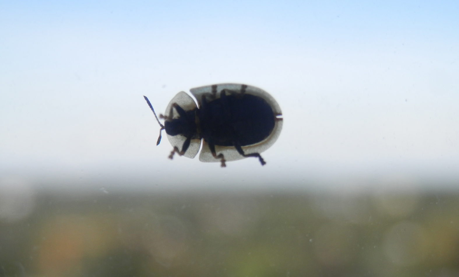 Der Marienkäfer auf meiner Fensterscheibe