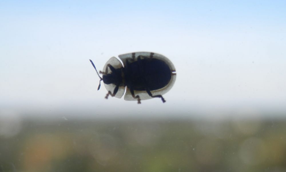 Der Marienkäfer auf meiner Fensterscheibe