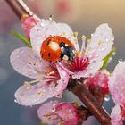 Der Marienkäfer auf Pfirsichblüten mit Tautropfen