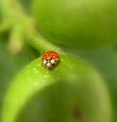 Der Marienkäfer begutachtet die neuen Walnüsse.