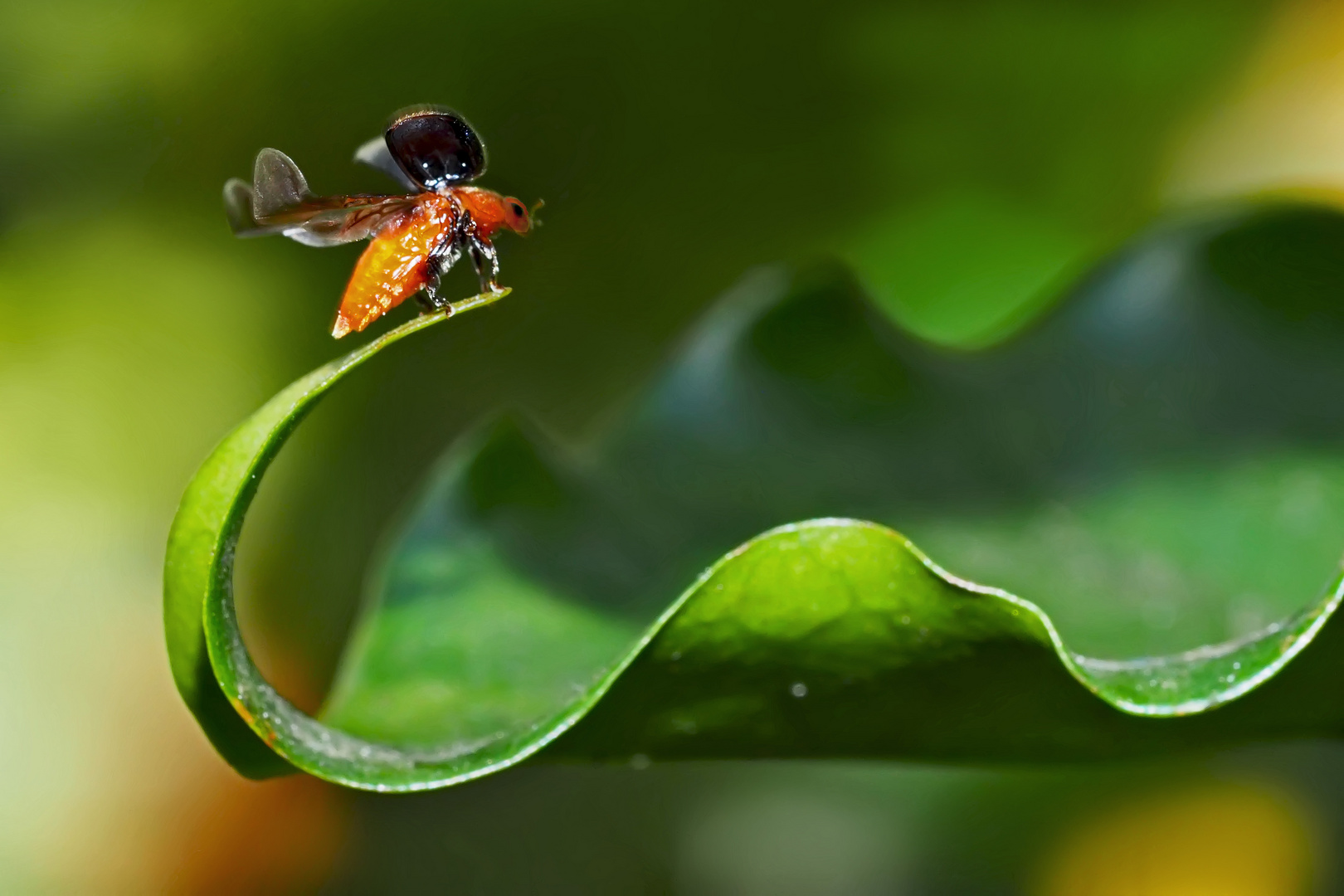 Der Marienkäfer (Cryptolaemus montrouzieri) verabschiedet sich! - Elle nous dit au revoir!  Photo 2