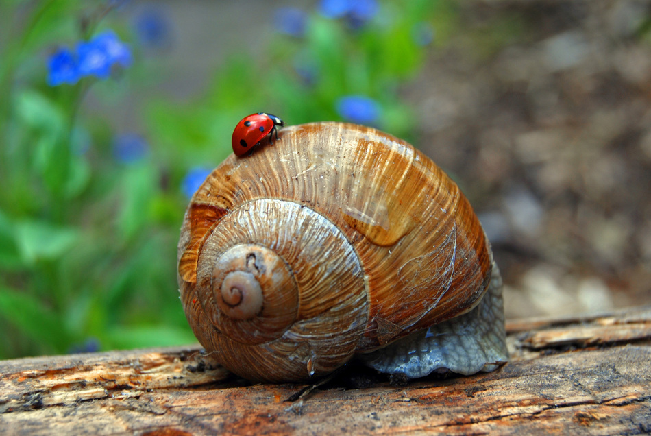 Der Marienkäfer erkundet das Haus der Weinbergschnecke