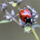 Der Marienkäfer macht eine Pause.