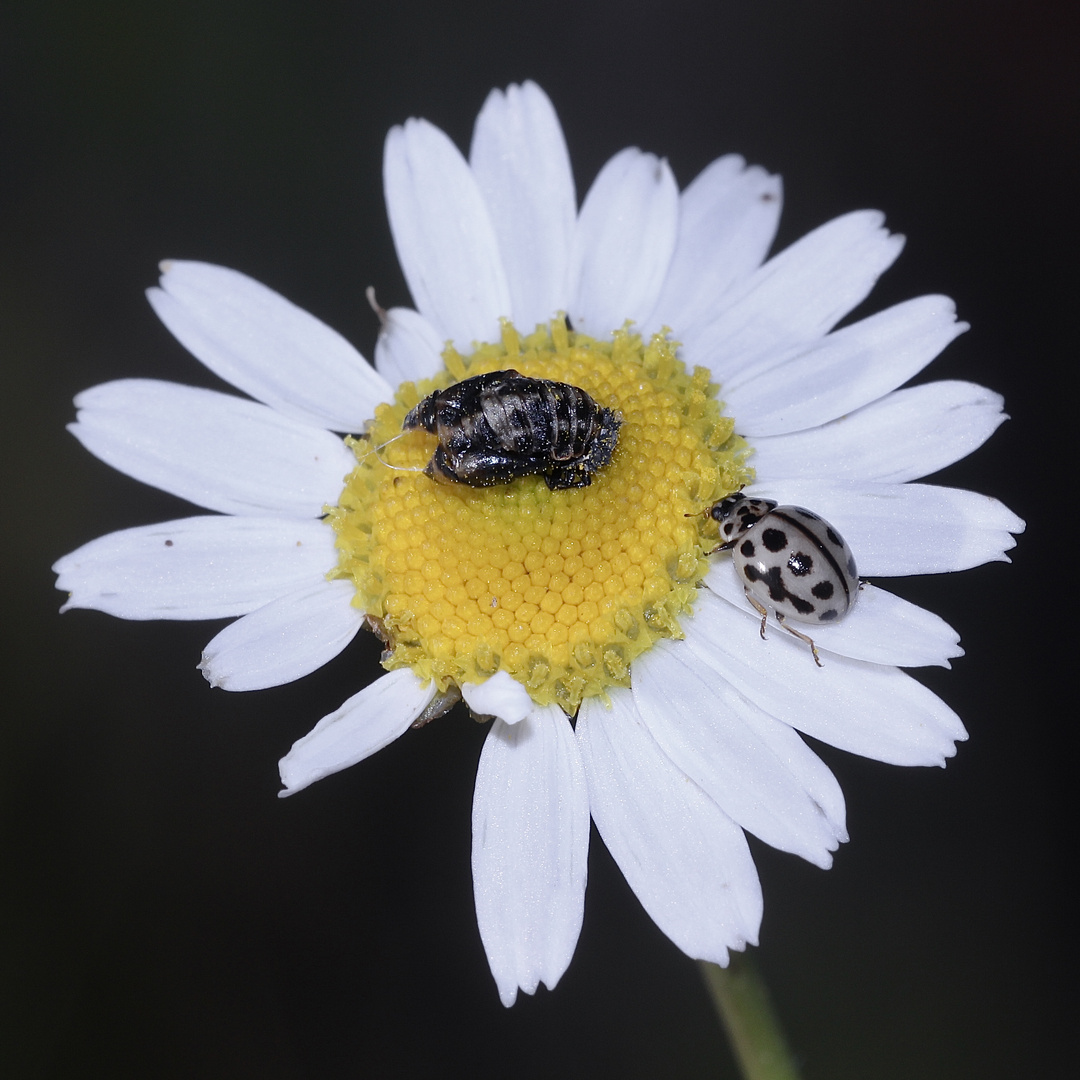 Der Marienkäfer Tytthaspis sedecimpunctata ... 