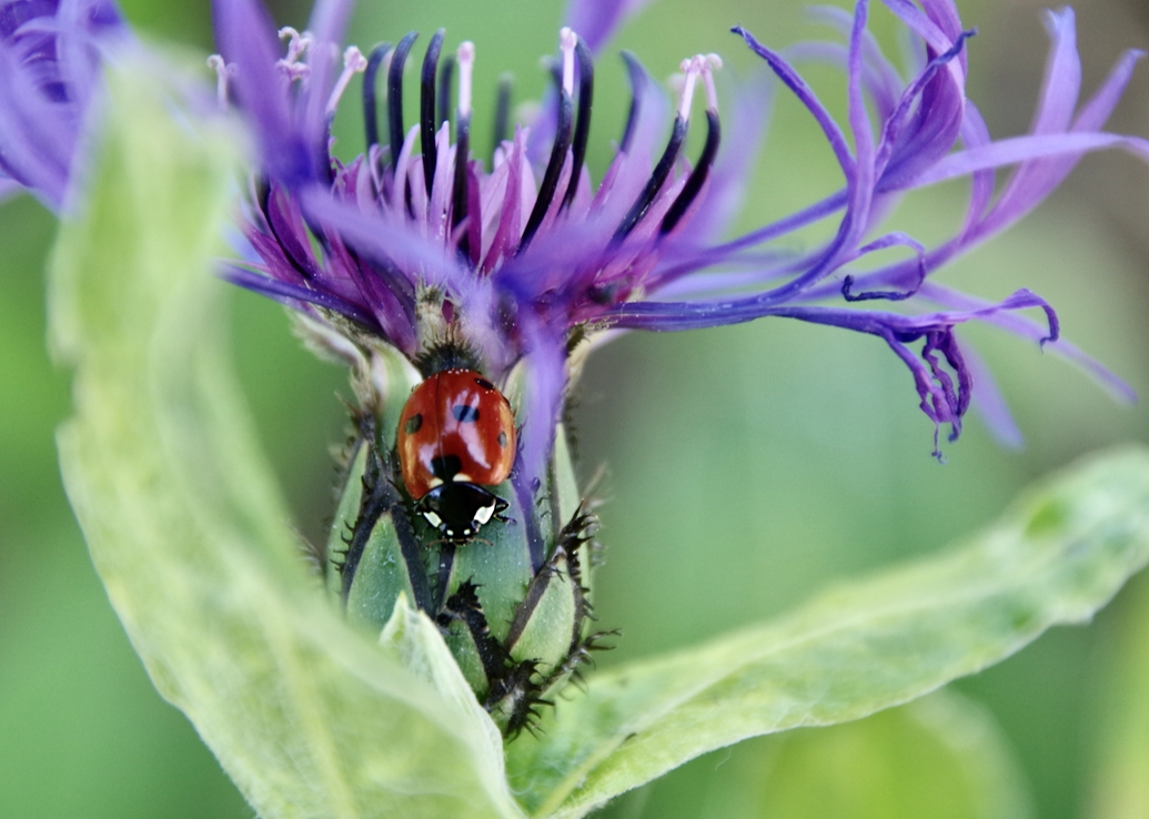 Der Marienkäfer und die Flockenblume