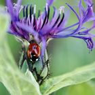 Der Marienkäfer und die Flockenblume