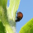 Der Marienkäfer wohnt jetzt in unserer Sonnenblume !