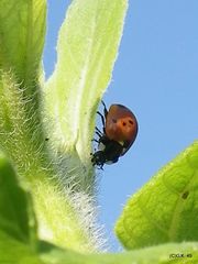 Der Marienkäfer wohnt jetzt in unserer Sonnenblume !