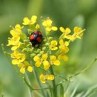 Der Marienkäfer zum Sonntag;-)))