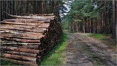 ... der markierte Weg am Holzstoß entlang ...