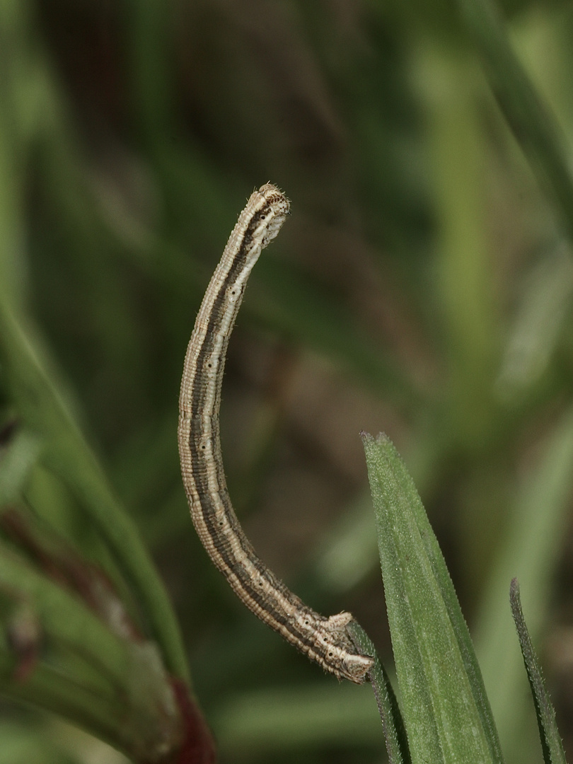 Der Marmorierte Kleinspanner (Scopula immorata) - die Raupe