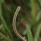 Der Marmorierte Kleinspanner (Scopula immorata) - die Raupe