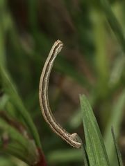 Der Marmorierte Kleinspanner (Scopula immorata) - die Raupe