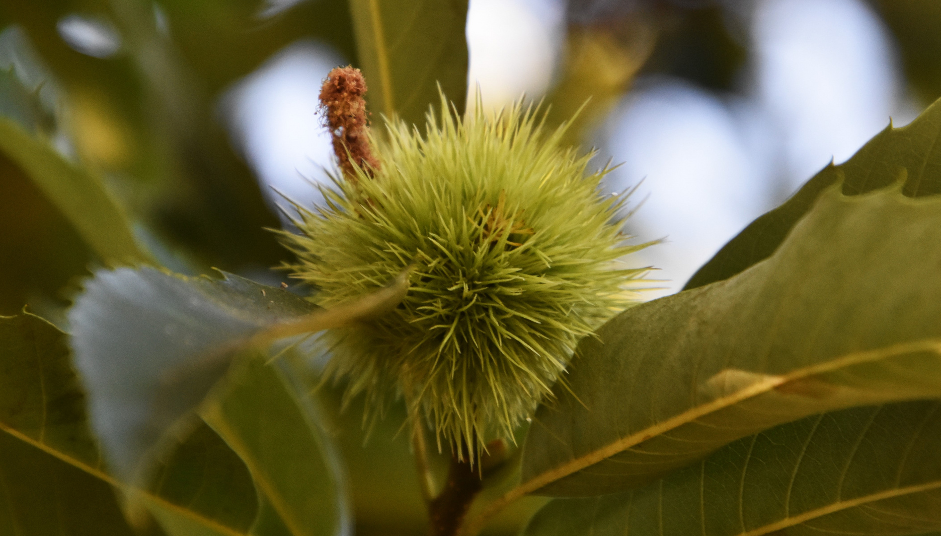 Der Maronenbaum