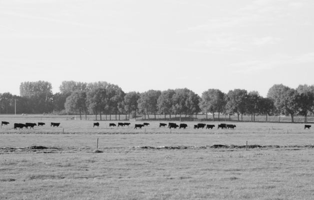 Der Marsch der schwarzen Kühe