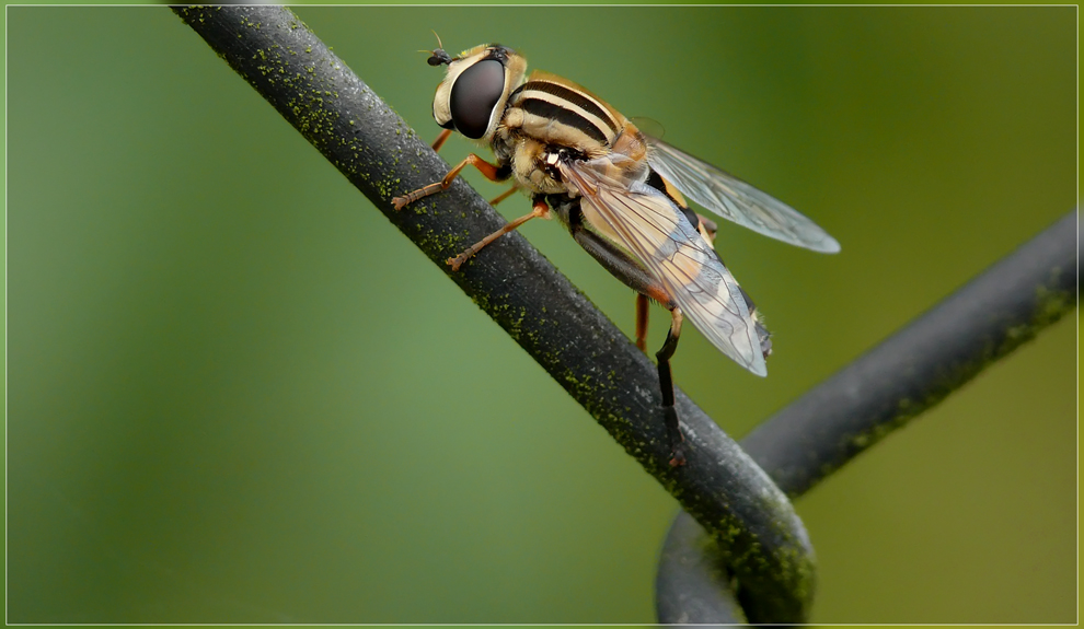 der Maschendrahtzaun ist ein sehr gutes Insekten Biotop