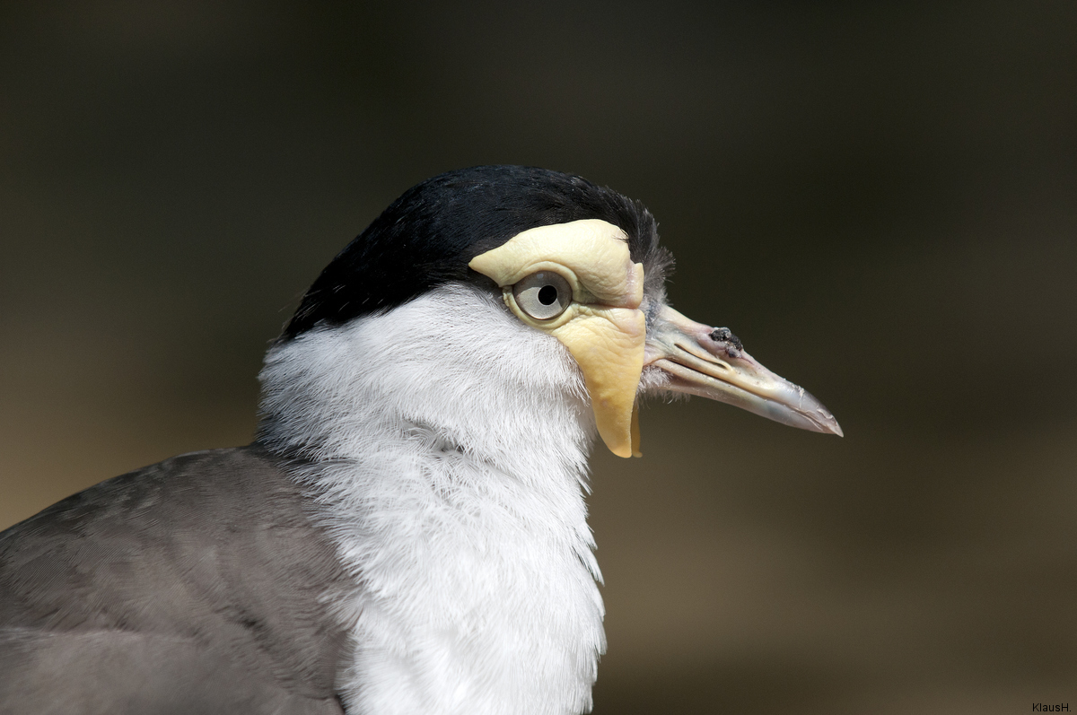 Der Maskenkiebitz (Vanellus miles)...