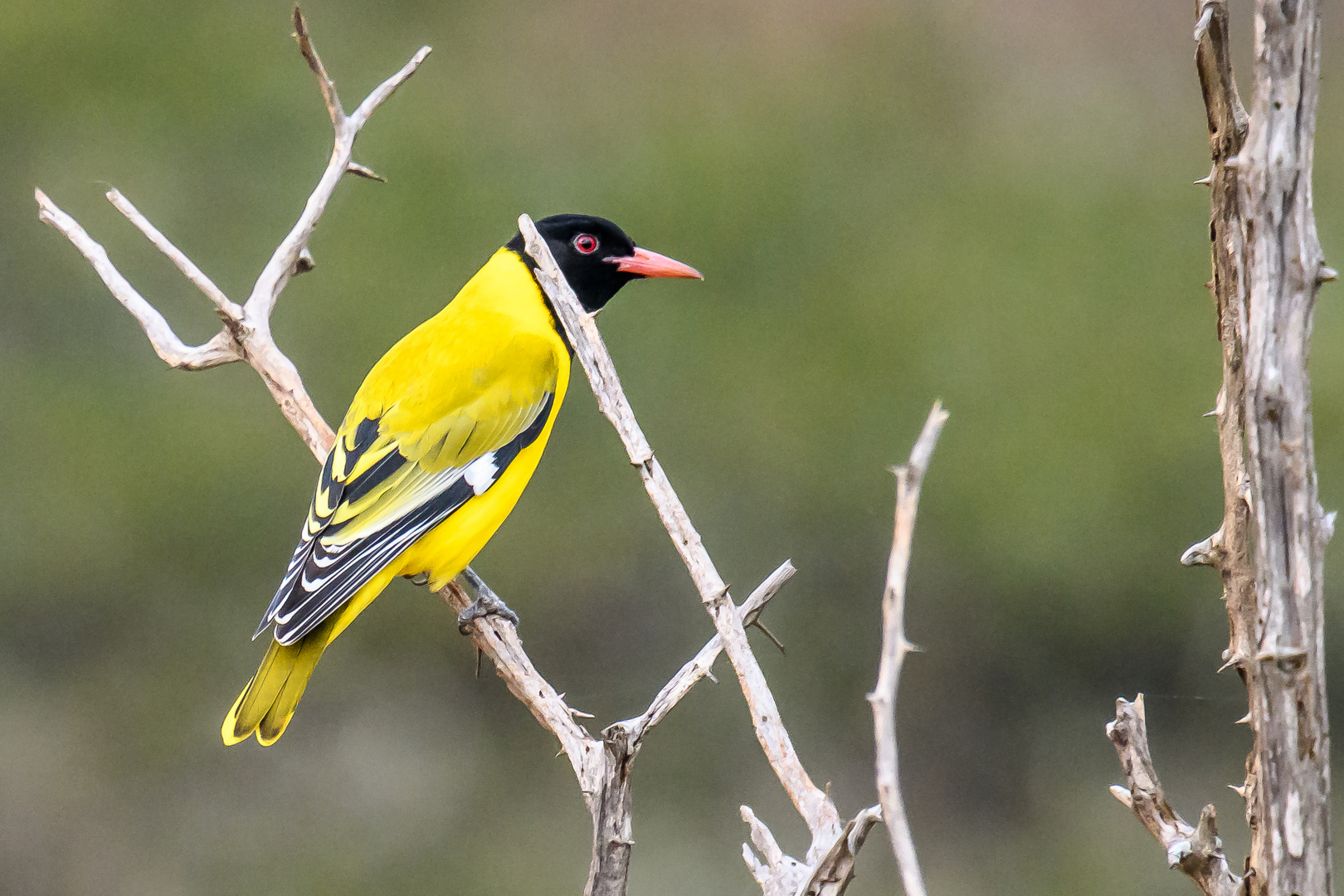 Der Maskenpirol (Oriolus arvatus) ...